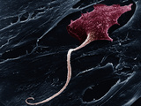 A Neuron with a Long Axon Photographic Print by David Phillips