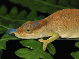 Boettger's or Blue-Nosed Chameleon (Calumma Boettgeri) Montagne D'Ambre Np, Antsiranana Photographic Print by Thomas Marent