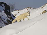 Gray Wolf (Canis Lupus) Winter Phase in the Snow on a Hillside, Northern Minnesota, USA Photographic Print by Jack Milchanowski