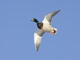 Male Mallard Duck (Anas Platyrhynchos), Montana, USA Photographic Print by Neal Mischler