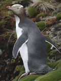 Yellow-Eyed Penguin (Megadyptes Antipodes) Photographic Print by Richard Roscoe