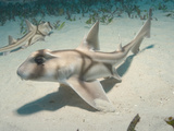 Juvenile Port Jackson Sharks (Heterodontus Portusjacksoni), Albany, Western Australia Photographic Print by Andy Murch