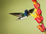 White-Necked Jacobin (Florisuga Mellivora) Nectaring at a Yellow Tubular Flower, Costa Rica Photographie par Joe McDonald