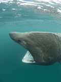 Head of a Basking Shark (Cetorhinus Maximus) with its Open Mouth Feeding on Plankton Photographic Print by Louise Murray