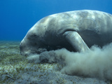 Dugong (Dugong Dugon) Feeding on Sea Grass Photographie par Louise Murray