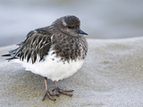 Black Turnstone (Arenaria Melanocephala) in Winter Plumage, La Jolla, California, USA Photographic Print by Arthur Morris