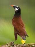 Montezuma's Oropendola (Psarocolius Oropendola), Arenal, Costa Rica Photographic Print by Mary Ann McDonald