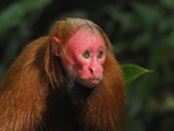 Red Uakari or Bald Uacari (Cacajao Calvus Rubicundus), Lago Preto, Peru Photographic Print by Thomas Marent