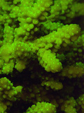 Acropora Coral and its Polyps Fluorescing Green When Excited by Blue Light Photographic Print by Louise Murray