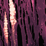 Bone Marrow, SEM Photographic Print by Gopal Murti