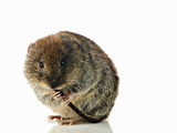 Bank Vole (Clethrionomys Glareolus) Photographic Print by Denis Palanque