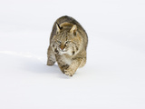 Bobcat (Lynx Rufus) Walking in the Snow Photographic Print by Jack Milchanowski