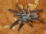 Tarantula (Monocentropus Balfouri), Endemic to Socotra, Yemen Photographic Print by Fabio Pupin
