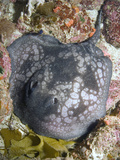 Spotted Stingaree (Urolophus Gigas) Nestled in a Sponge Encrusted Reef, Albany, Western Australia Photographic Print by Andy Murch