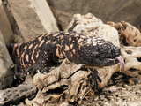 Gila Monster with Extended Forked Tongue (Heloderma Suspectum), Arizona, USA, Captivity Photographic Print by Joe McDonald