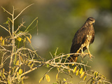 Snail Kite Immature Male (Rostrhamus Sociabilis), Pantanal, Brazil Photographie par Mary Ann McDonald