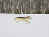 Gray Wolves (Canis Lupus) Running in the Snow with Birch Trees in Background, Northern Minnesota Photographic Print by Jack Milchanowski
