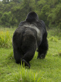 Mountain Gorilla (Gorilla Beringei Beringei) Silverback Male Fotografisk tryk af Joe McDonald Mountain Gorilla (Gorilla Beringei Beringei) Silverback Male Fotografisk tryk af Joe McDonald