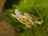 Red-Eared Turtle (Trachemys Scripta Elegans) Swimming, Pennsylvania Photographic Print by Joe McDonald