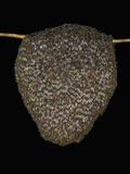 Dwarf Honeybee (Apis Florea) Open Comb Colony Attached to a Branch and Showing Worker Bees Photographic Print by Jeffrey Miller