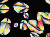 Polarized Micrograph of Amidon Starch Particles in Water from a Potato, X400 Photographic Print by Robert Markus