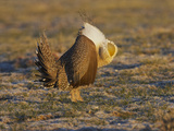 Male Greater Sage-Grouse (Centrocercus Urophasianus) Photographic Print by Jack Milchanowski
