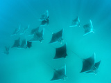 Devil Ray (Mobulhypostoma) Group Feeding on Zooplankton, Yum Balam Marine Protected Area Photographic Print by Louise Murray