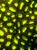 Hard Coral (Favites) Showing Red Chlorophyll Fluorescing Photographic Print by Louise Murray