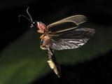 Eastern Firefly Flying (Photinus Pyralis), USA Photographic Print by Terry Priest