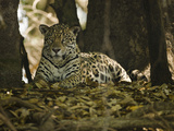 Jaguar (Panthera Onca) Along a Riverbank in Brazil's Pantanal Wetlands Photographie par Joe McDonald