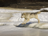 Gray Wolf (Canis Lupus) Crossing Frozen River, Northern Minnesota, USA Photographic Print by Jack Milchanowski