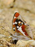Purple Emperor Butterfly (Apatura Iris) Sucking Salts from the Ground Photographic Print by Fabio Pupin