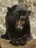 Black Panther (Panthera Onca), Melanistic Morph, Growling and Snarling, Captivity Photographic Print by Joe McDonald