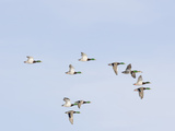 Male and Female Mallard Ducks (Anas Platyrhynchos), Montana, USA Photographic Print by Neal Mischler