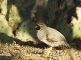 Gambel's Quail (Callipepla Gambelii), Southwestern USA Photographic Print by Joe McDonald