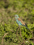 Eurasian Roller (Coracias Garrulus), Serengeti National Park, Tanzania Photographie par Mary Ann McDonald