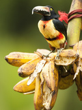Collared Aracari Eating Bananas at a Bird Feeder (Pteroglossus Torquatus), Costa Rica Photographie par Mary Ann McDonald