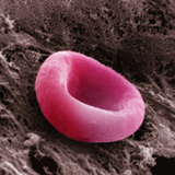 A Red Blood Cell or Erythrocyte, the Blood Cell Responsible for Oxygen Transport Photographic Print by David Phillips