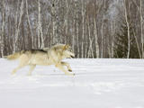 Gray Wolf (Canis Lupus) Running in the Snow, Birch Trees in the Background, Northern Minnesota Photographic Print by Jack Milchanowski