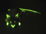 Fluorescence Photograph of a Mouse Which Has Been Genetically Modified Photographic Print by Charles Mazel