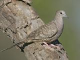 Inca Dove (Columbina Inca), Southwestern North America Photographic Print by Arthur Morris