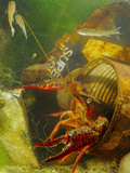 A Red Swamp Crayfish (Procambarus Clarcki) Hiding in a Rusty Can Photographic Print by Fabio Pupin