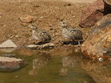 Gambel's Quail Chicks at a Waterhole (Callipepla Gambelii), Arizona, USA Photographic Print by Mary Ann McDonald