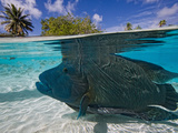 Humphead Wrasse (Cheilinius Undulatus) Swimming over Shallow, Sandy Bottom of Lagoon Photographic Print by Paul & Paveena McKenzie
