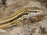 Head of a Young Wall Lizard (Gallotia Caesaris), Endemic, La Gomera, Canary Islands Photographic Print by Fabio Pupin