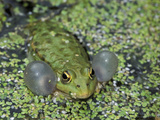 Lake Frog or Marsh Frog Calling (Rana Ridibunda), Switzerland Photographic Print by Thomas Marent