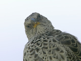 Rufous-Tailed Weaver Head, Histurgops Ruficaudus, Ngorongoro Crater, Tanzania, Africa Photographie par Arthur Morris