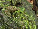 Black-Spotted Rock Frog Camouflaged on a Mossy Rock (Staurois Natator) Photographic Print by Thomas Marent