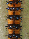 Close Up of Segments of Panacea, a Nymphalidae Butterfly Caterpillar Photographic Print by Thomas Marent