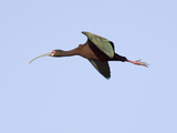 White-Faced Ibis in Flight (Plegadis Chihi), Montana, USA Photographic Print by Neal Mischler